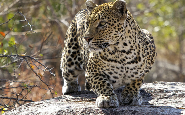 Leopard walking rock wildlife camera free wallpaper for desktop - medium preview image