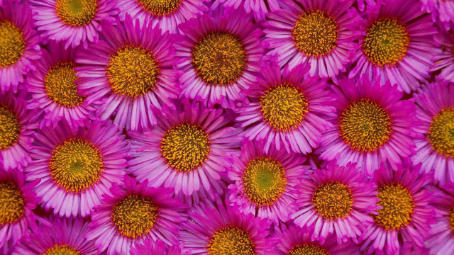 Purple flower field macro closeup free wallpaper for desktop - medium preview image