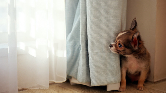 Small dog peeking curtain shiba free wallpaper for desktop - medium preview image