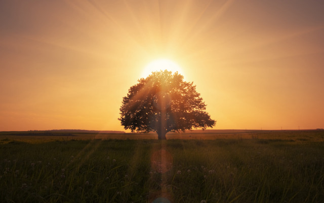 Tree sunlight gradient sky dusk free wallpaper for desktop - medium preview image