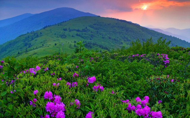 Mountain flower field sunset clouds #3 free wallpaper for desktop - medium preview image
