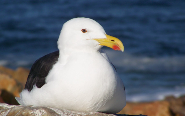 Seagull rock ocean yellow beak free wallpaper for desktop - medium preview image