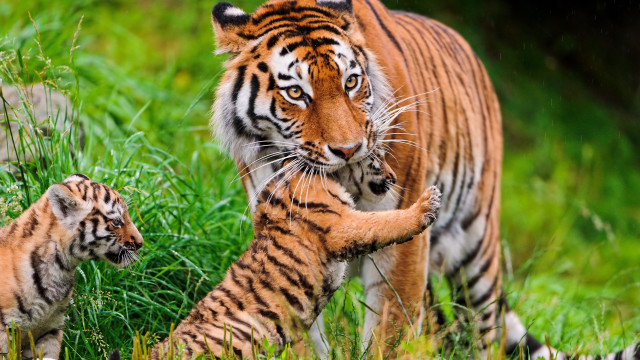 Tiger cub walking grass wildlife free wallpaper for desktop - medium preview image