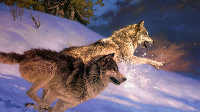 Wolf fox snow mountain horizon free wallpaper for desktop - medium preview image