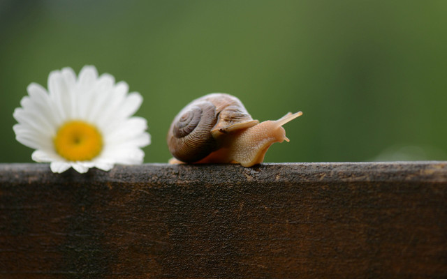 Snail wooden surface white flower free wallpaper for desktop - medium preview image