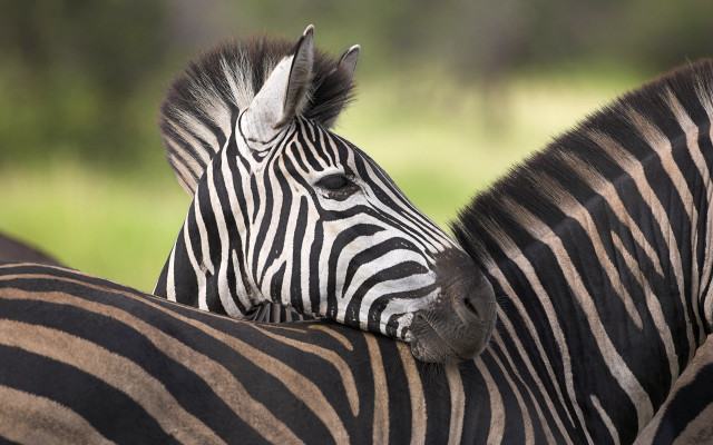 Zebra closeup animals naturalism jigsaw free wallpaper for desktop - medium preview image