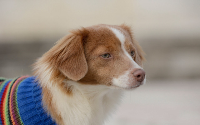 Dog sweater shiba inu serious free wallpaper for desktop - medium preview image