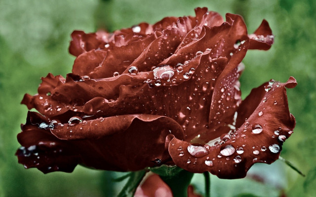 Red rose water droplets green #3 free wallpaper for desktop - medium preview image