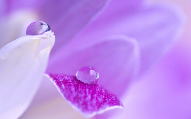 Flower water droplets pink background free wallpaper for desktop - medium preview image