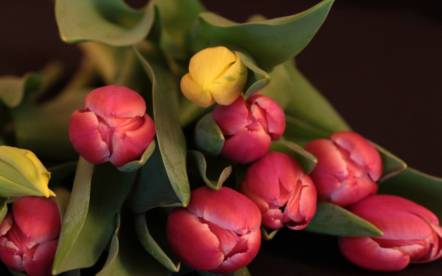 Red flowers green leaves yellow free wallpaper for desktop - medium preview image