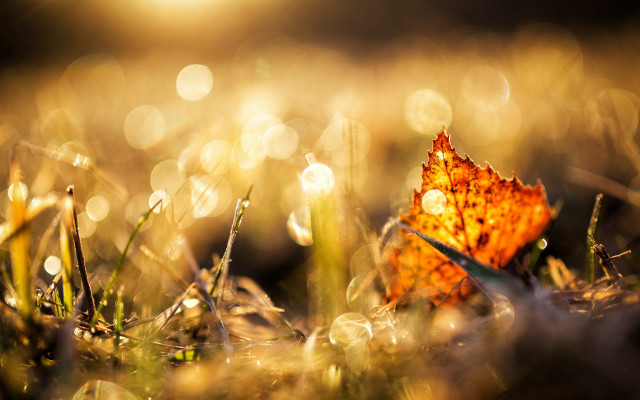 Leaf dew grass autumn bokeh free wallpaper for desktop - medium preview image