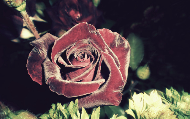 Red rose garden gothic moon free wallpaper for desktop - medium preview image