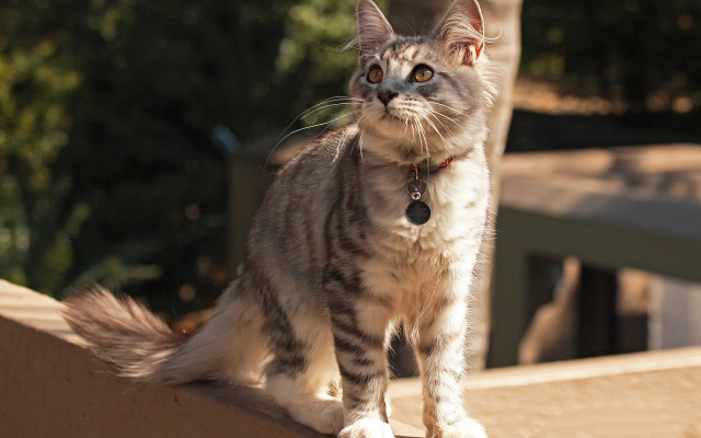 Cat ledge serious felix darley free wallpaper for desktop - medium preview image