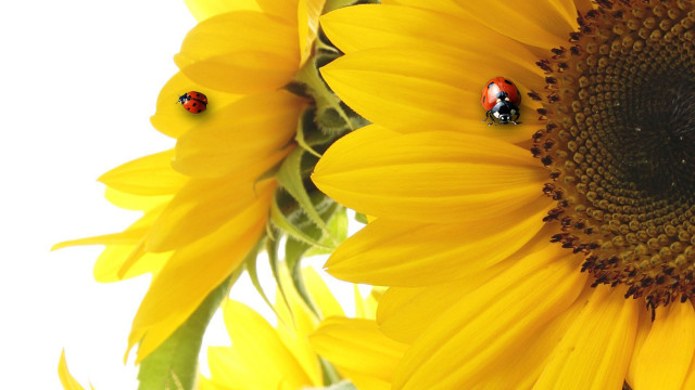 Sunflower ladybugs ecological macro photography free wallpaper for desktop - medium preview image