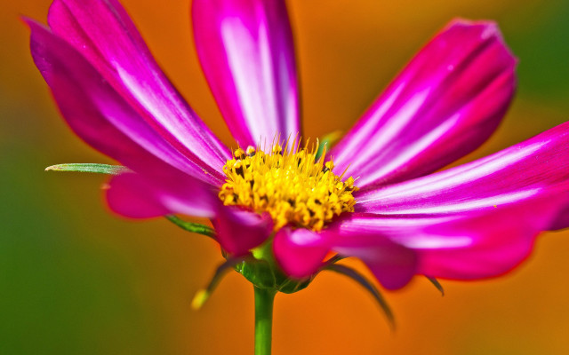 Pink flower yellow center green #21 free wallpaper for desktop - medium preview image