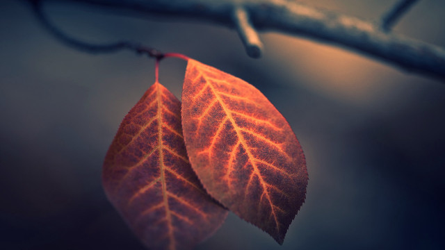 Two leaves branch autumn macro free wallpaper for desktop - medium preview image