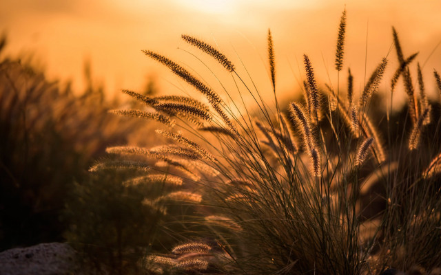 Field sunset rock grass twilight free wallpaper for desktop - medium preview image