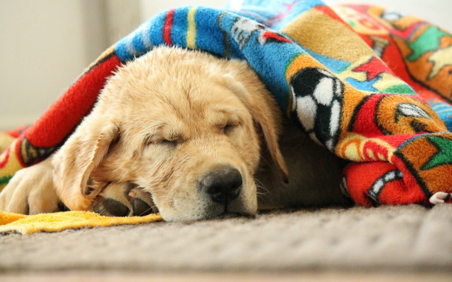 Dog sleeping blanket cave paint free wallpaper for desktop - medium preview image