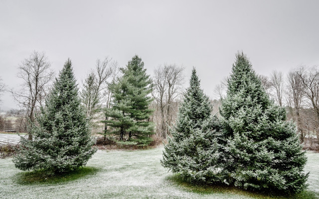 Snowy forest fence bench bare free wallpaper for desktop - medium preview image