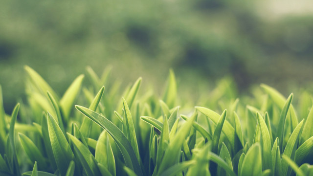 Green grass field trees blurry free wallpaper for desktop - medium preview image