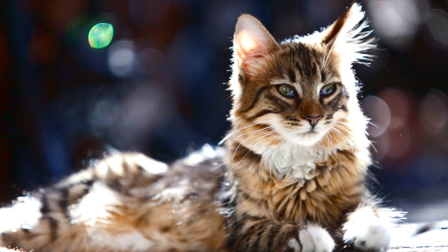 Cat blurry background blue eyes free wallpaper for desktop - medium preview image