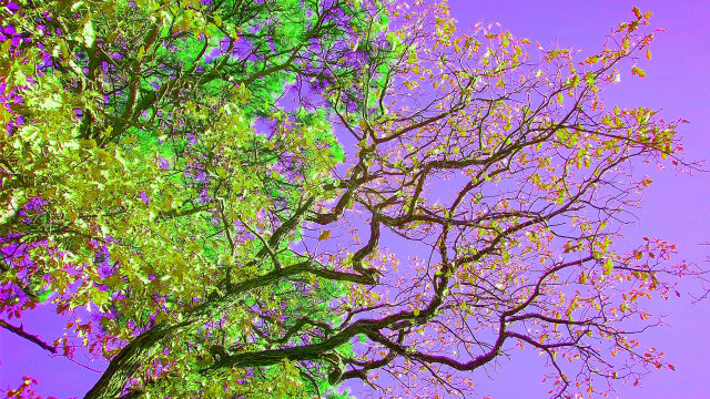 Purple tree sky bloom fall free wallpaper for desktop - medium preview image