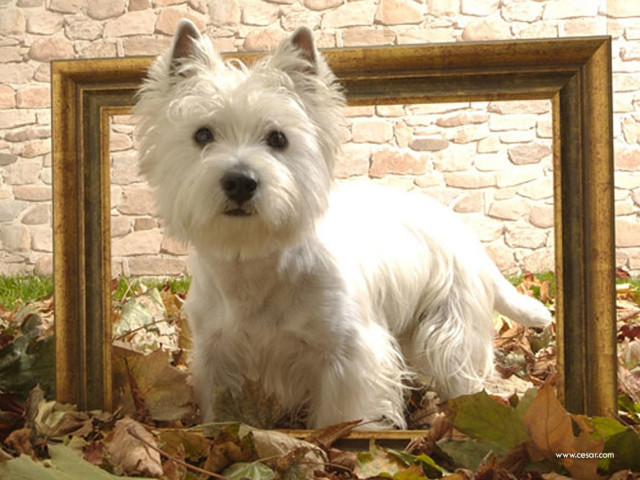 White dog leaves picture frame free wallpaper for desktop - medium preview image