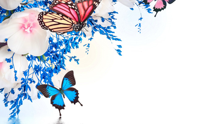 Butterflies flower reflection blue yellow free wallpaper for desktop - medium preview image