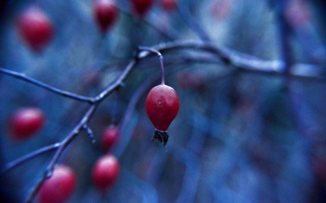 Tree berries bokeh macro food free wallpaper for desktop - medium preview image