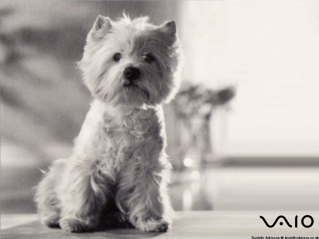 Small white dog wooden floor #7 free wallpaper for desktop - medium preview image