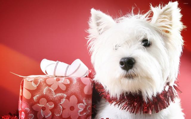 White dog present box japanese free wallpaper for desktop - medium preview image