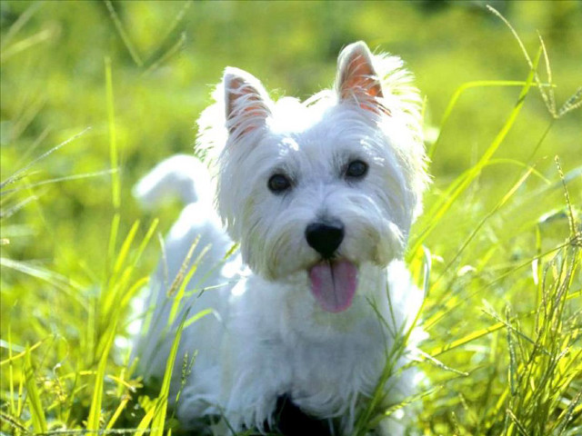 Small white dog grass tongue free wallpaper for desktop - medium preview image