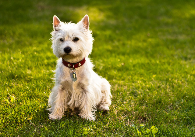 Small white dog grass collar free wallpaper for desktop - medium preview image