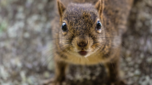 Surprised squirrel blue eyes bokeh free wallpaper for desktop - medium preview image