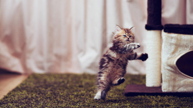 Cat jumping toy arabesque graceful free wallpaper for desktop - medium preview image