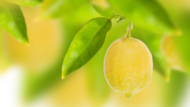 Lemon hanging green leaves bokeh free wallpaper for desktop - medium preview image