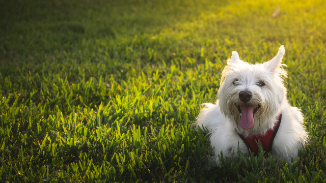 White dog sitting grass tongue free wallpaper for desktop - medium preview image