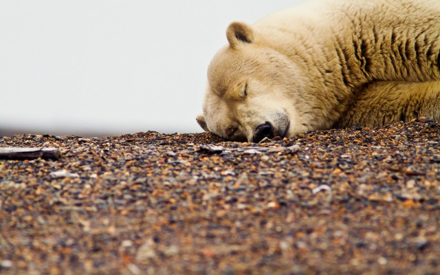 Polar bear sleeping autumn leaves free wallpaper for desktop - medium preview image