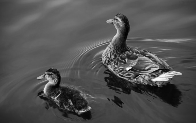 Mother duck duckling pond blackwhite free wallpaper for desktop - medium preview image