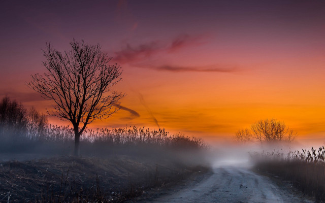 Dirt road tree foggy sunset free wallpaper for desktop - medium preview image