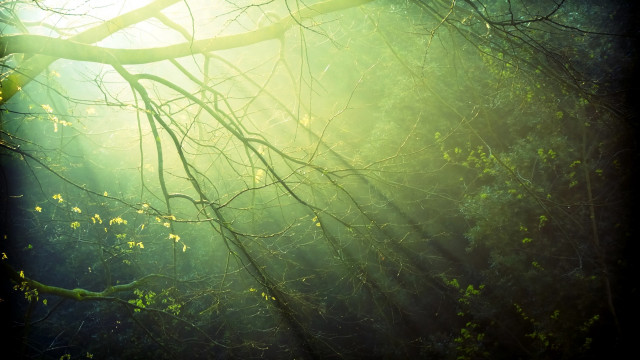 Tree branch sunshine forest nature free wallpaper for desktop - medium preview image