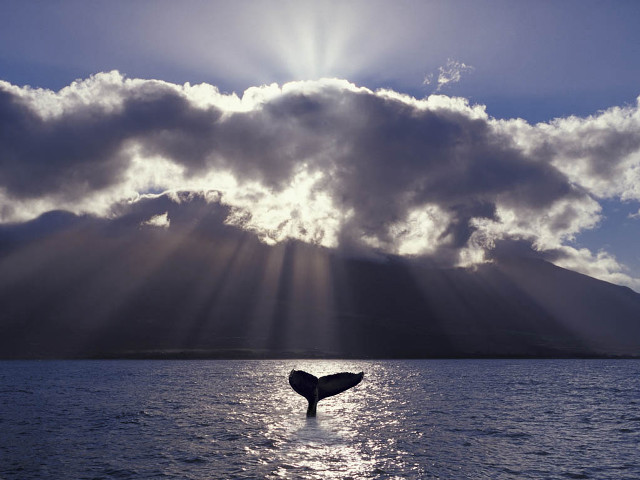 Whale tail splash cloudy sky free wallpaper for desktop - medium preview image