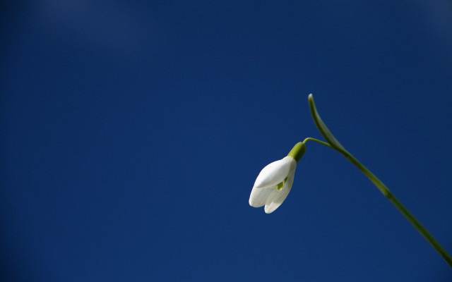 White flower blue sky green free wallpaper for desktop - medium preview image