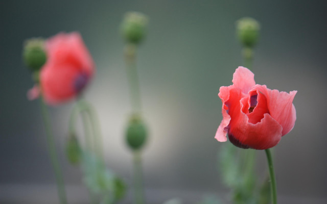 Pink flower bokeh buds macro free wallpaper for desktop - medium preview image