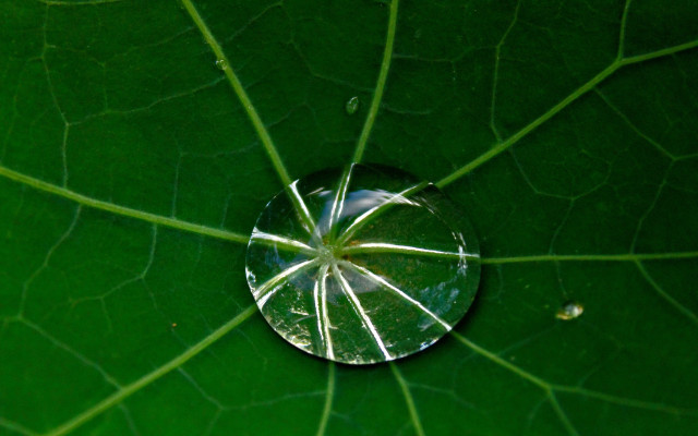 Water droplet green leaf sky free wallpaper for desktop - medium preview image