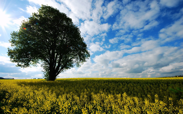 Lone tree yellow flower blue free wallpaper for desktop - medium preview image