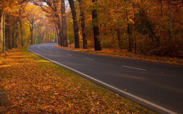 Autumn forest road bench leaves free wallpaper for desktop - medium preview image