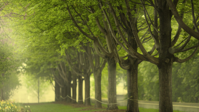 Park trees bench light shift free wallpaper for desktop - medium preview image