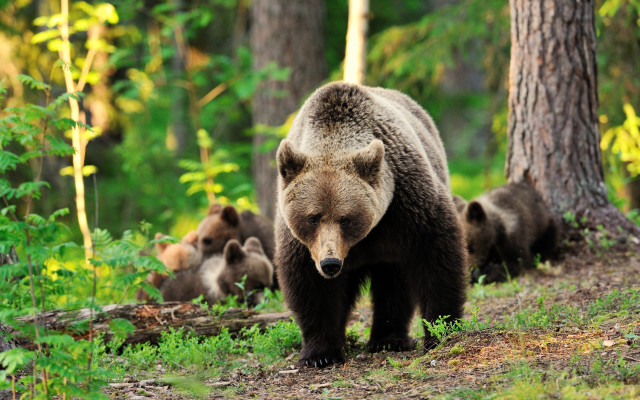 Bear forest wildlife puzzle nature free wallpaper for desktop - medium preview image