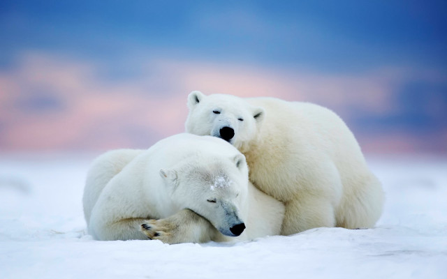 Polar bears hugging rubbing ecological free wallpaper for desktop - medium preview image